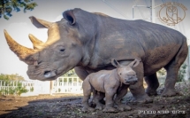 حديقة الحيوانات السفاري : ‘ تقدم مهم ومثير في طريق إنقاذ وحيد القرن الشمالي الأبيض ‘