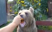 دب روسي لطيف يأكل العسل بالملعقة!