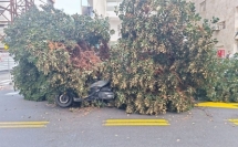 اصابة سائق دراجة نارية اثر سقوط شجرة عليه في تل أبيب