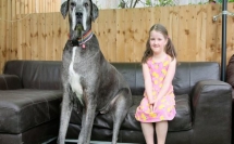 أطول كلب في العالم يدخل عالم الأرقام القياسية من جديد!