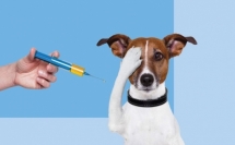 حتلنة لقانون تطعيم ضد داء الكلب