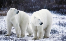 الدب القطبي قد يختفي بحلول عام 2100!!