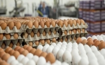 وزارة الزراعة الإسرائيلية على استيراد حتى 30 مليون بيضة من الخارج