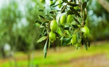 كنط  دفعت لمزارعي الزيتون ومُنتجي زيت الزيتون نحو 11 مليون شيكل في العام 2021