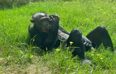 نفوق ‘شوشي‘ أكبر قردة شمبانزي في حديقة الحيوانات ‘السفاري‘